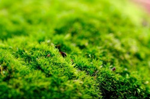 苔藓植物-+搜搜百科