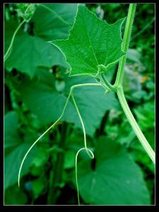 【来源】为葫芦科植物南瓜的茎.