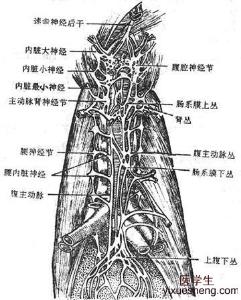 腹腔神经丛阻滞术