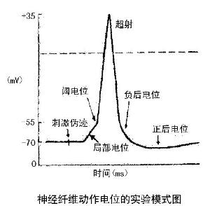 锋电位过后即为历时较长的后电位:先为负后电位,历时约15毫秒,其幅度