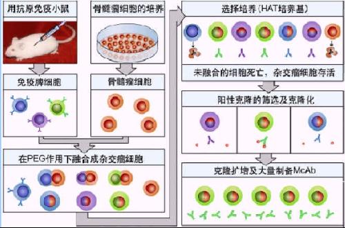抗原决定簇的抗体,即由单一b细胞克隆合成的抗