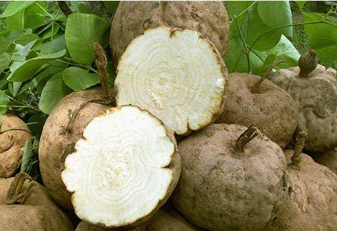 野葛根+葛根泡水喝的功效