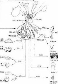 氯米芬