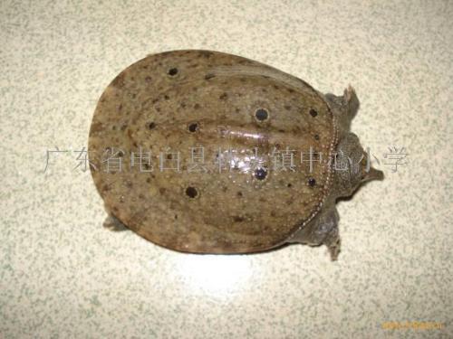 山瑞鳖+-+搜搜百科