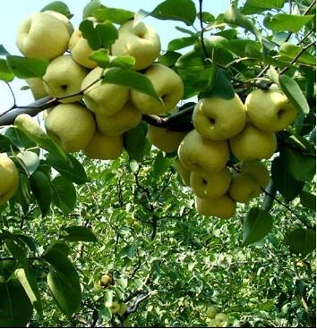 砀山酥梨+原产于安徽省砀山