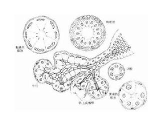 (3)混合性腺泡 由浆液性腺细胞与粘液性腺细胞共同组成.