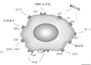 t细胞及其表面受体