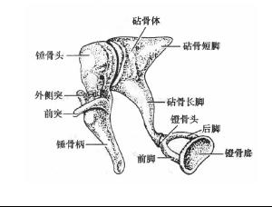 外侧突为鼓膜紧张部与松弛部分界标志;前突有韧带连于鼓室前壁