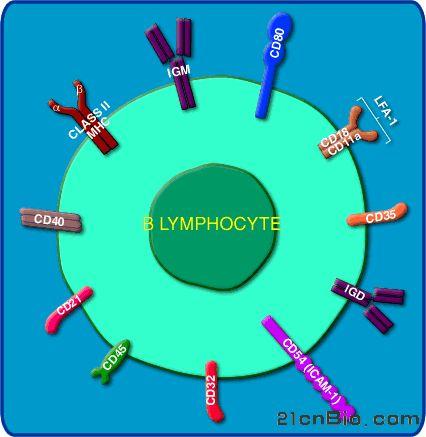 b淋巴细胞+-+搜搜百科