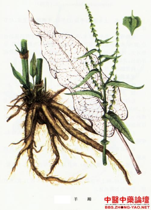 牛西西- 搜搜百科