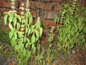 (又名六一散,益无散.)瘰