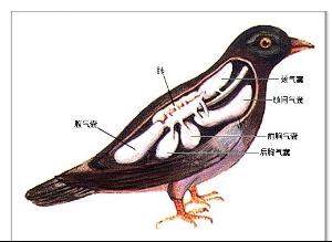 鸟类在呼吸的时候,吸入的空气先通过肺内,其中部分还没有来得及和血液