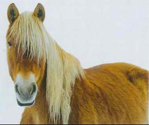 马的眼睛特点_动物们的家—动物园作文500字