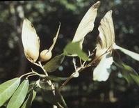 蝴蝶树 - 搜搜百科