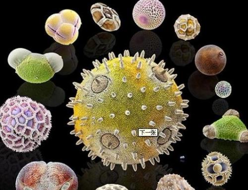 天庭饱满地阁方圆囹a