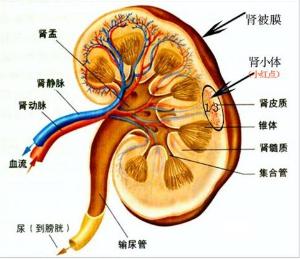 继发于休克,创伤,严重感染,溶血和中毒等病因的急性肾实质损害的总称