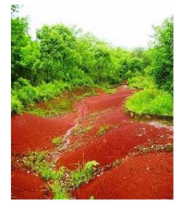 国家森林城市人均公园_人均森林碳汇(3)