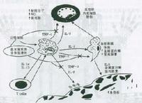 单克隆抗体制备 图片