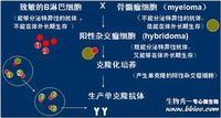 单克隆抗体制备流程 图片