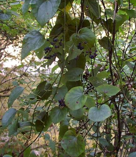 防己-+搜搜百科