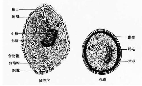 结肠小袋纤毛虫〔balantidiumcoli(malmsten,1857)stein,1862〕属小