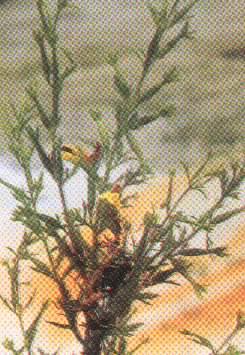 阴行草+-+搜搜百科