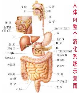 肠胃结构图