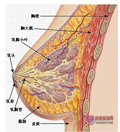 无痛性乳腺增生症