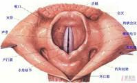 咽喉囊肿
