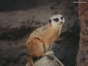 麝猫咖啡 - 搜搜百科