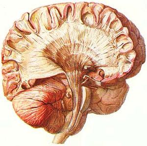 脊髓神经细胞手绘图片