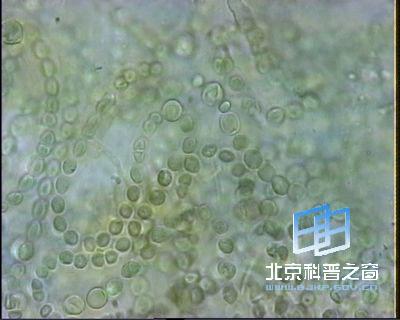 念珠藻