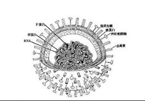 血球凝集素