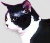 美国刚毛猫