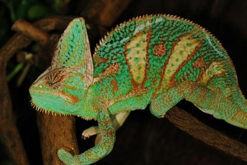 高冠变色龙+-+搜搜百科