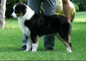 牧羊犬
