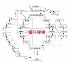 循环呼吸,是一种自然的生理现象.准确地说,应当是吸呼才对.
