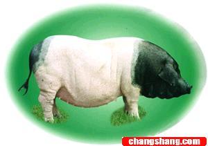 金华猪又称金华两头乌