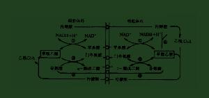 糖异生的关键酶只有三个,是哪三个?