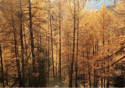 兴安落叶松树干图片