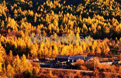 兴安落叶松树干图片