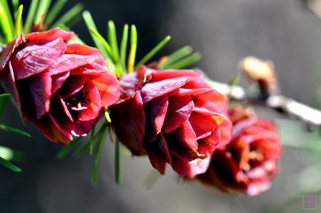 兴安落叶松+-+搜搜百科