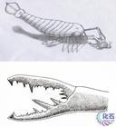 海蝎子早就有研究指出,远古的节肢动物——包括曾经发现的翼展如海鸥
