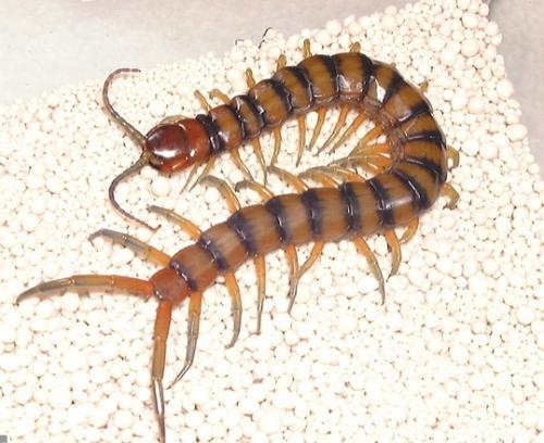 亚马逊巨人蜈蚣-+搜搜百科