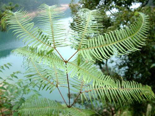 陆生植物  假二叉分枝  孢子囊  原叶体   里白科图册(2) 里白科