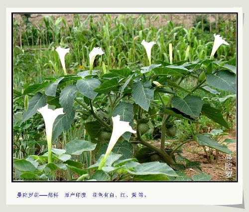 毛曼陀罗+-+搜搜百科