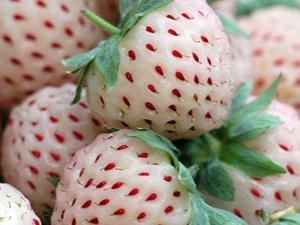 ENFERMEDAD CULTIVO PINA enfermedad cultivo pina: