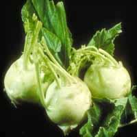 球菜-+搜搜百科