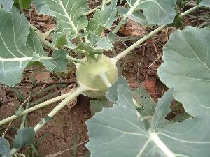 球菜,因其果实大而圆,像球而得名