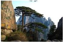 黄山迎客松